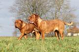 DOGUE DE BORDEAUX 143